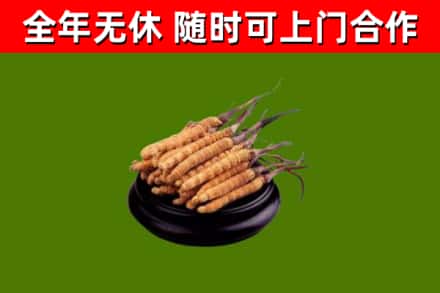 金林烟酒回收冬虫夏草.jpg